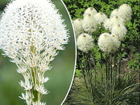 100 Beargrass Seeds | White Torch Lily (Xerophyllum Tenax) - Seed World