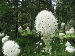 100 Beargrass Seeds | White Torch Lily (Xerophyllum Tenax) - Seed World