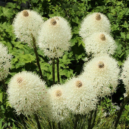 100 Beargrass Seeds - White Torch Lily (Xerophyllum tenax) - Seed World