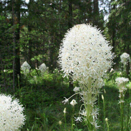 100 Beargrass Seeds - White Torch Lily (Xerophyllum tenax) - Seed World