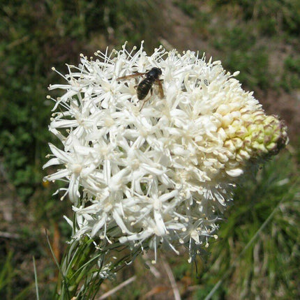 100 Beargrass Seeds - White Torch Lily (Xerophyllum tenax) - Seed World