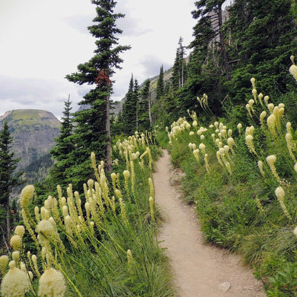100 Beargrass Seeds - White Torch Lily (Xerophyllum tenax) - Seed World