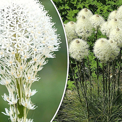 100 Beargrass Seeds - White Torch Lily (Xerophyllum tenax) - Seed World