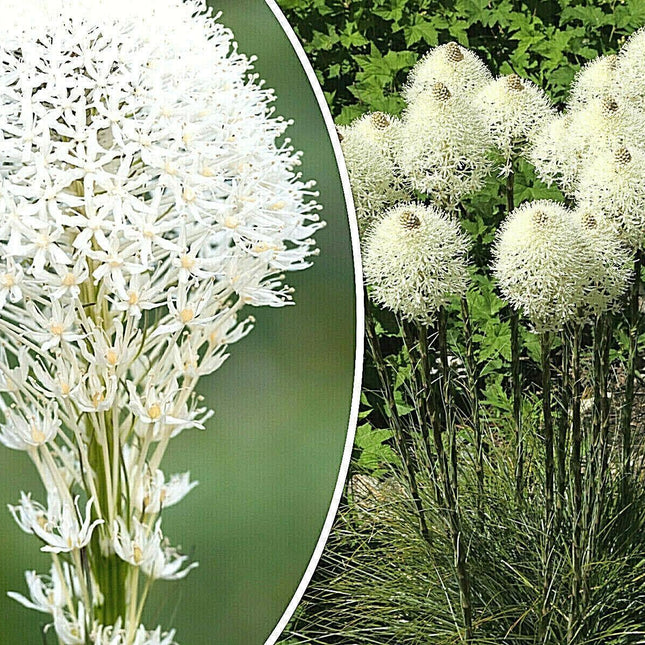 100 Beargrass Seeds - White Torch Lily (Xerophyllum tenax) - Seed World