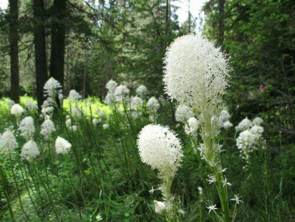 100 Beargrass Seeds - White Torch Lily (Xerophyllum tenax) - Seed World