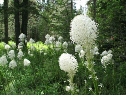 100 Beargrass Seeds - White Torch Lily (Xerophyllum tenax) - Seed World