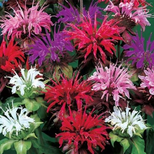 100 Bee Balm - Monarda Didyma Seeds - Mix - Seed World