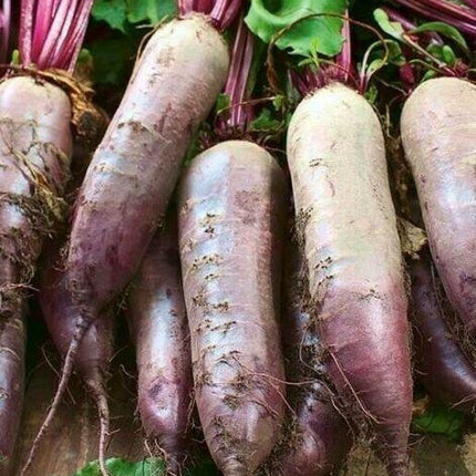 100 Beet Cylindra Seeds - Seed World