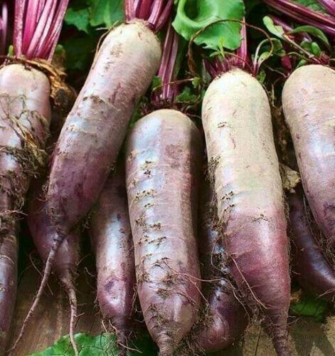 100 Beet Cylindra Seeds - Seed World