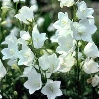 100 Bellflower (Campanula Persicifolia) White Seeds - Seed World
