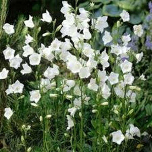 100 Bellflower (Campanula Persicifolia) White Seeds - Seed World