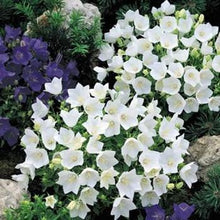 100 Bellflower (Campanula Persicifolia) White Seeds - Seed World