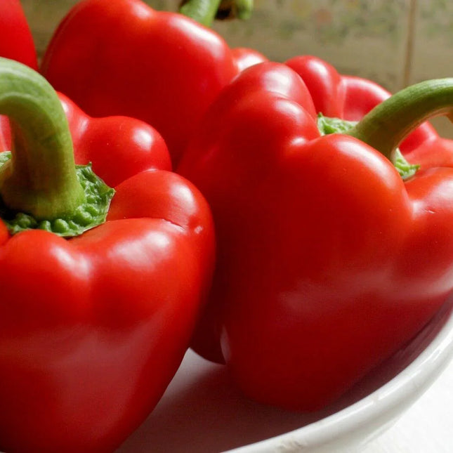 100 Big Red Sweet Bell Pepper Seeds - Seed World