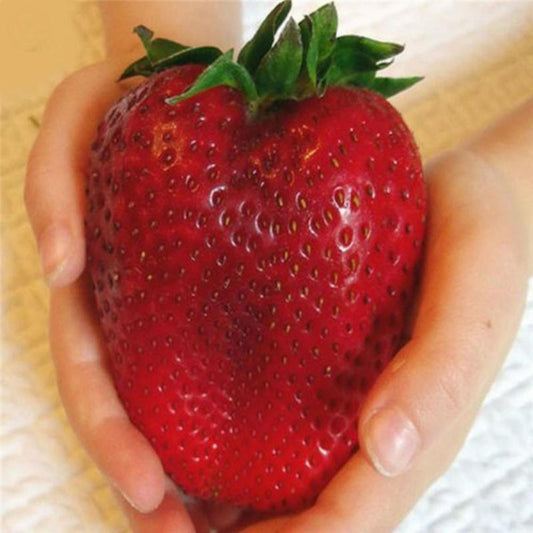100 Big Strawberry Seeds - Seed World