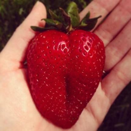 100 Big Strawberry Seeds - Seed World