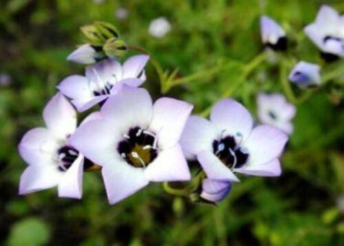 100 Bird's Eyes - Gilia Tricolor Seeds - Seed World