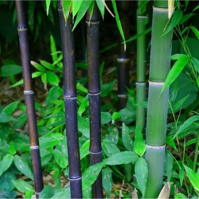 100 Black Bamboo - Phyllostachys Nigra Seeds - Seed World