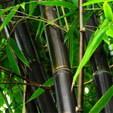 100 Black Bamboo - Phyllostachys Nigra Seeds - Seed World
