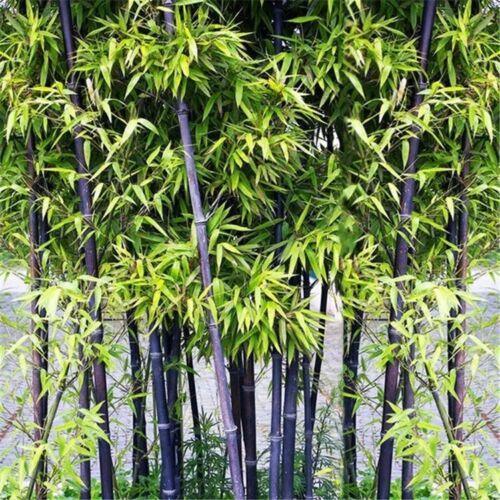 100 Black Bamboo - Phyllostachys Nigra Seeds - Seed World