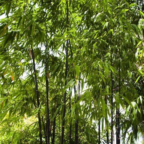 100 Black Bamboo - Phyllostachys Nigra Seeds - Seed World