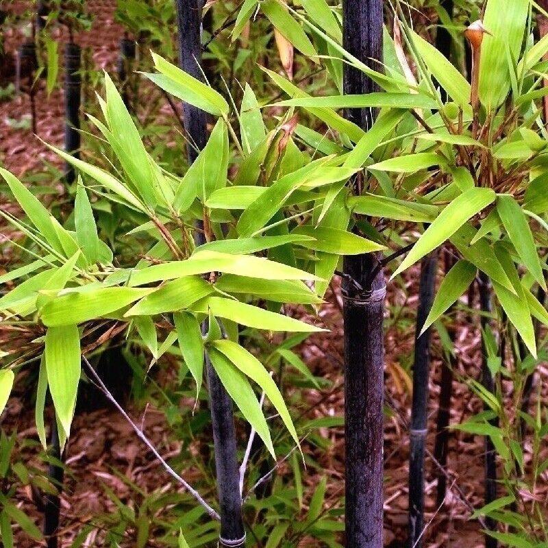 100 Black Bamboo - Phyllostachys Nigra Seeds - Seed World