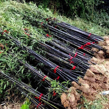 100 Black Bamboo - Phyllostachys Nigra Seeds - Seed World