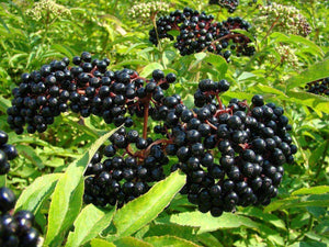 100 Black Elderberry Seeds - Seed World