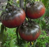 100 Black Krim Tomato Seeds - Seed World