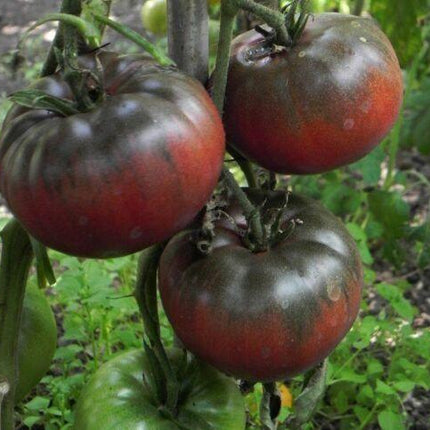 100 Black Krim Tomato Seeds - Seed World