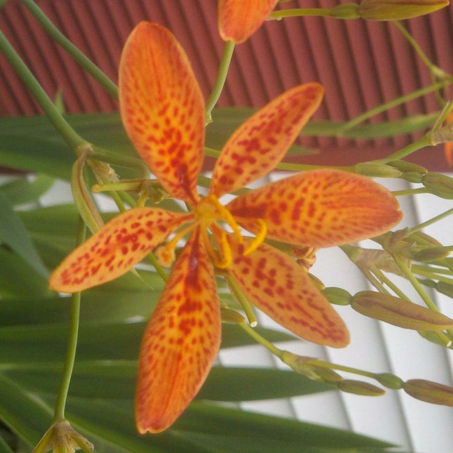 100 Blackberry Freckle Face Lily Seeds - Seed World