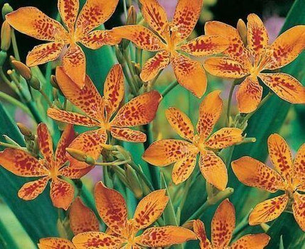100 Blackberry Freckle Face Lily Seeds - Seed World