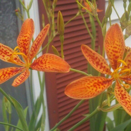 100 Blackberry Freckle Face Lily Seeds - Seed World