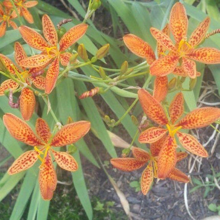 100 Blackberry Freckle Face Lily Seeds - Seed World