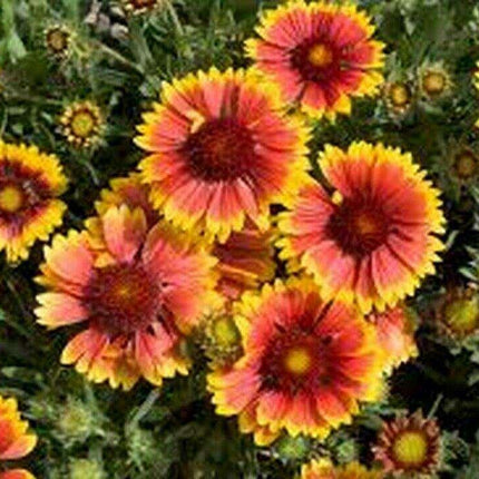 100 Blanket Flower Seeds - Seed World