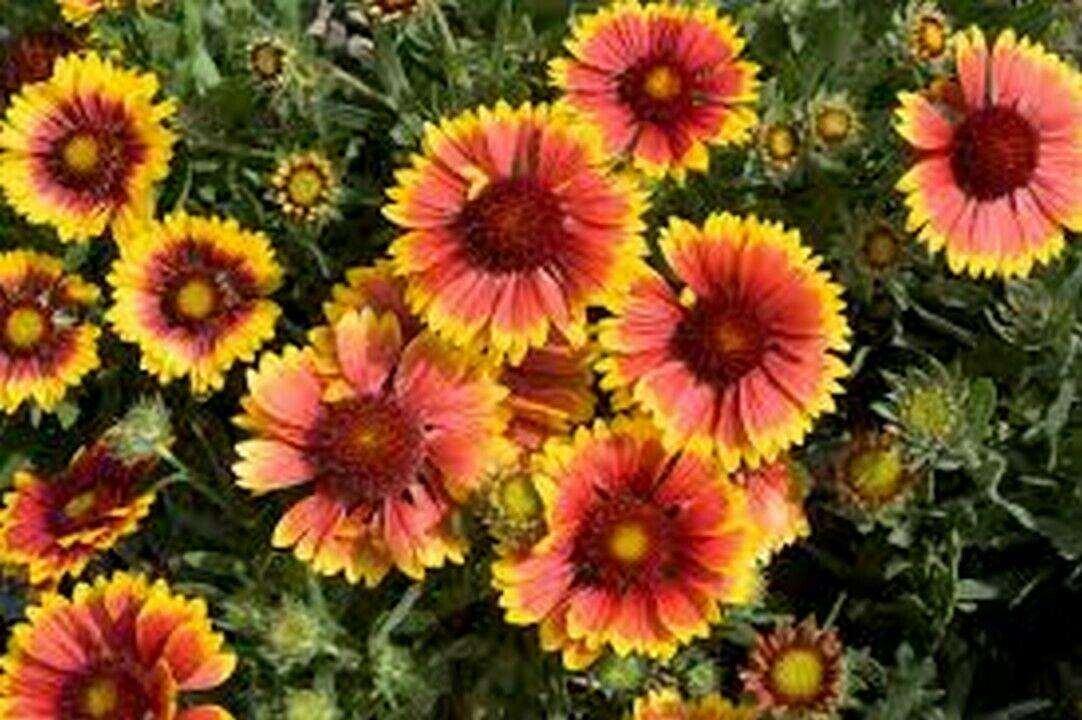 100 Blanket Flower Seeds - Seed World