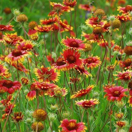100 Blanket Flower Seeds - Seed World