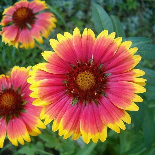 100 Blanket Flower Seeds - Seed World
