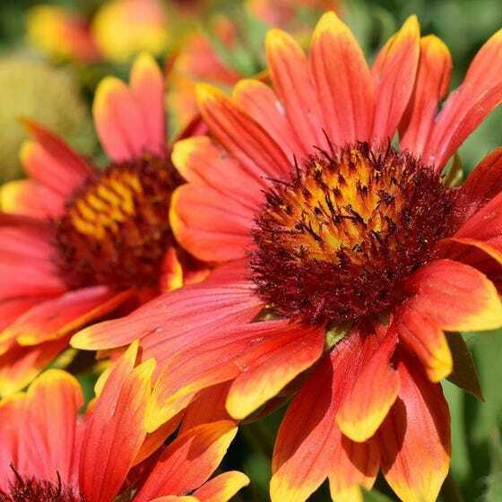 100 Blanket Flower Seeds - Seed World
