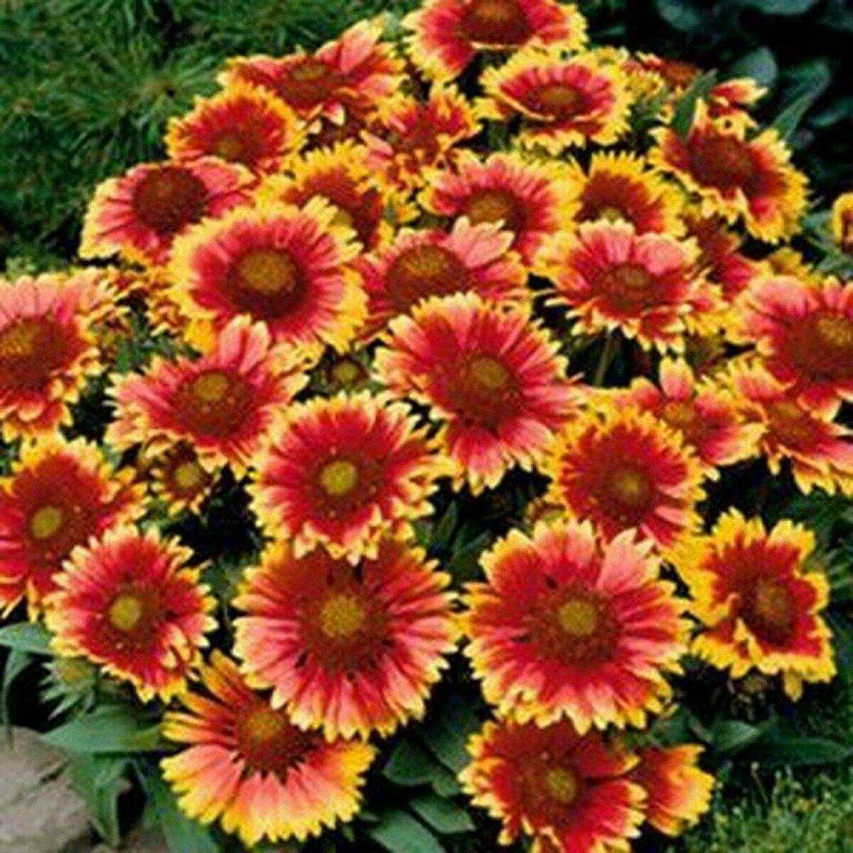 100 Blanket Flower Seeds - Seed World
