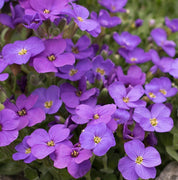 100 Blue Beauty Phlox Seeds - Seed World