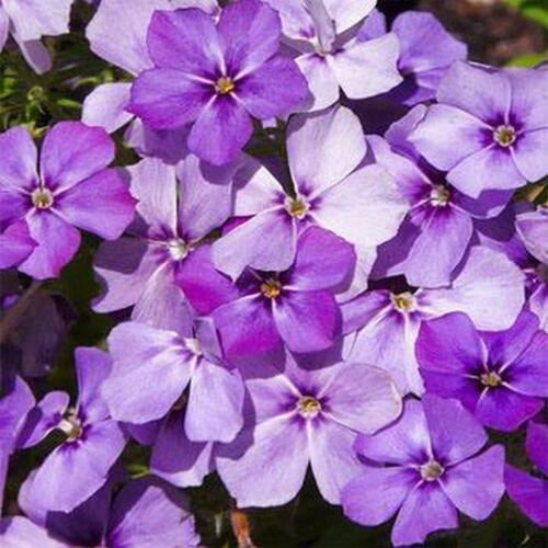 100 Blue Beauty Phlox Seeds - Seed World