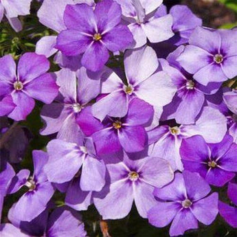 100 Blue Beauty Phlox Seeds - Seed World