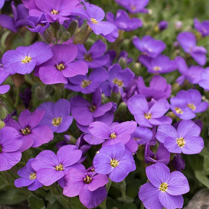 100 Blue Beauty Phlox Seeds - Seed World