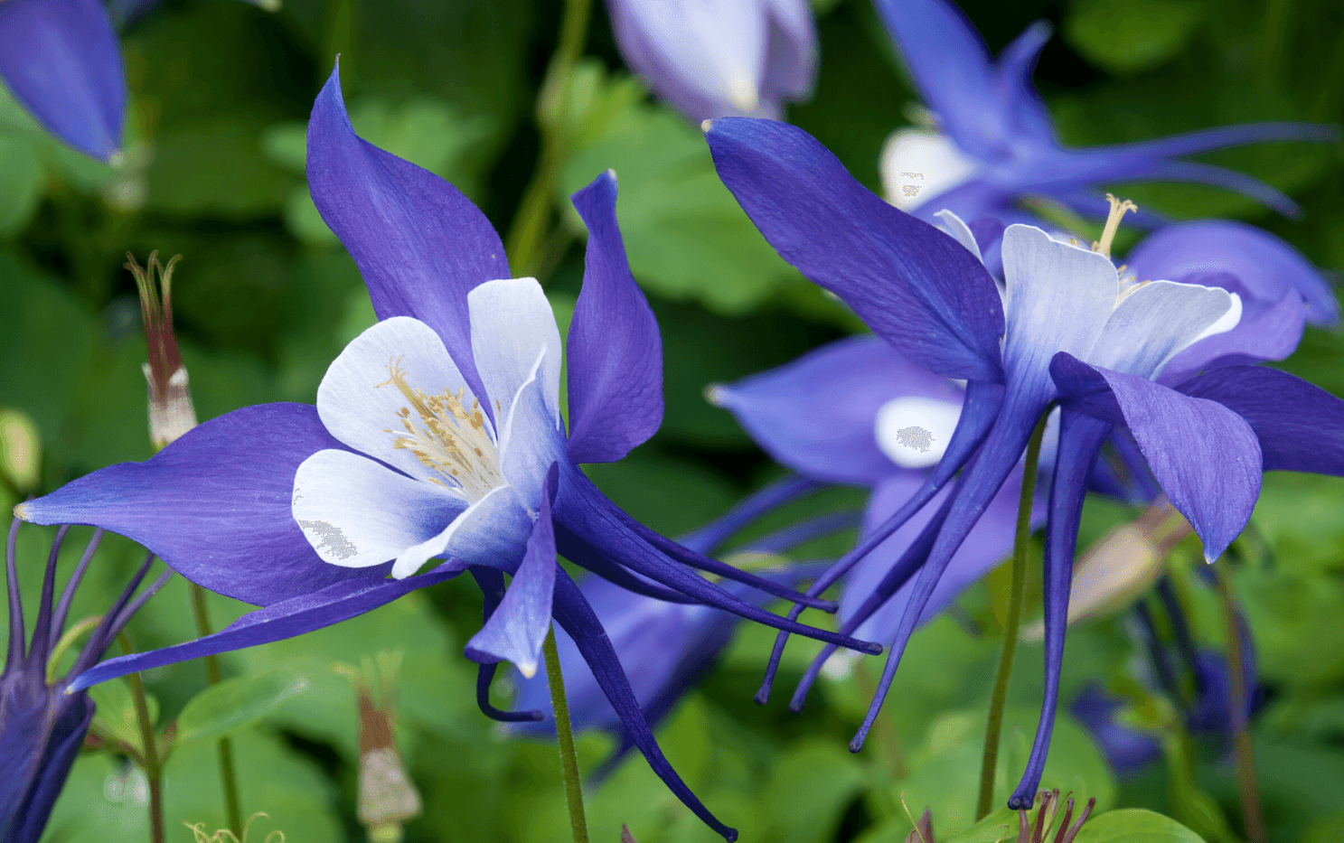 100 Blue Colorado Columbine Seeds Seed World