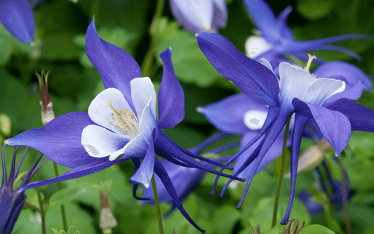 100 Blue Colorado Columbine Seeds - Seed World