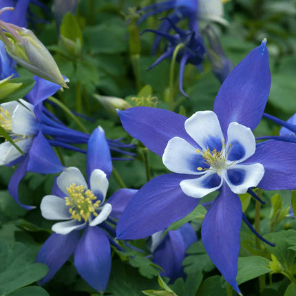100 Blue Colorado Columbine Seeds - Seed World