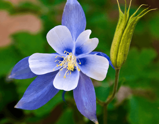 100 Blue Colorado Columbine Seeds - Seed World