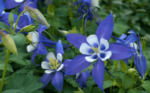 100 Blue Colorado Columbine Seeds - Seed World