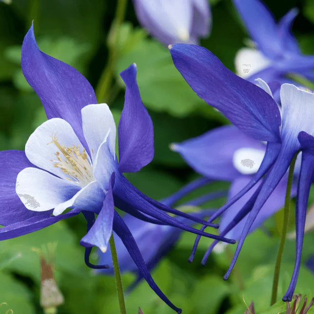 100 Blue Colorado Columbine Seeds - Seed World