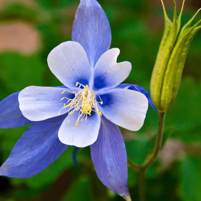 100 Blue Colorado Columbine Seeds - Seed World